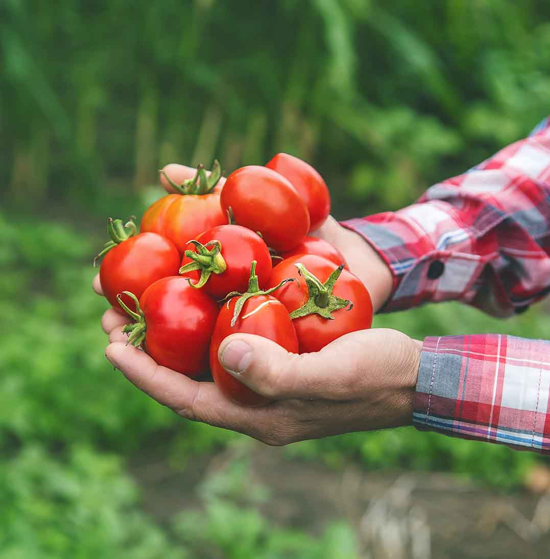 tomates cosechados